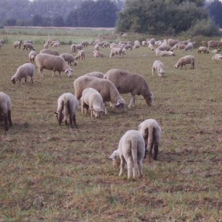 Größeres Bild anzeigen
